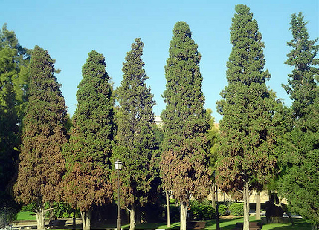 Tratamiento fitosanitario a los cipreses del cementerio, pinos y cedros de Manresa