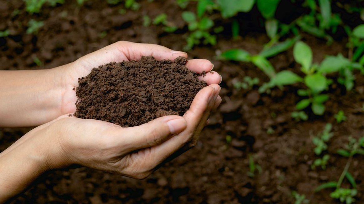 Convertir un cadáver en abono orgánico: Nueva York autoriza el compostaje de restos humanos