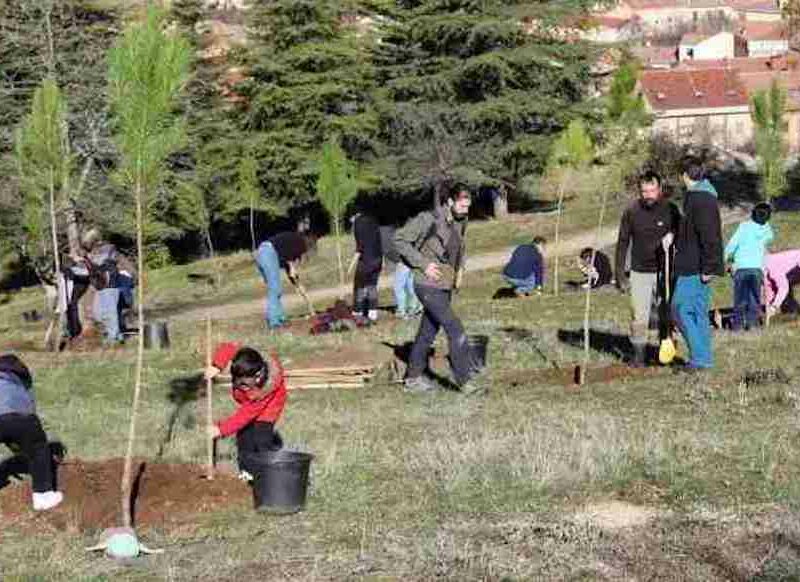 Plantan unos 200 árboles en el entorno del cementerio municipal de Segovia