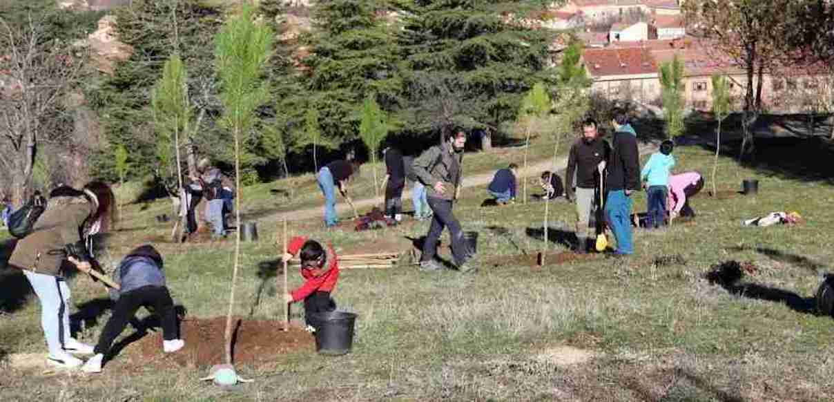 Plantan unos 200 árboles en el entorno del cementerio municipal de Segovia