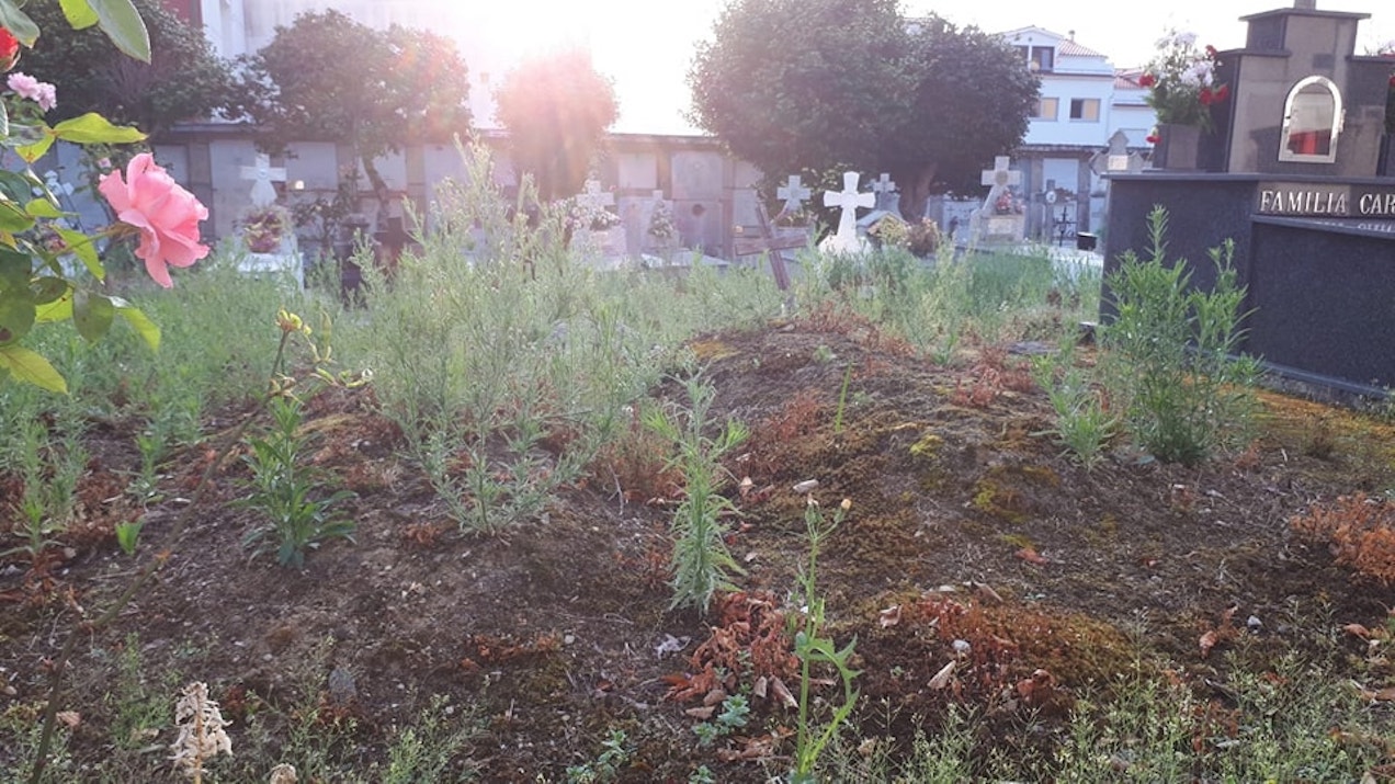 El PP de Pontedeume denuncia el “lamentable estado” de abandono del cementerio municipal
