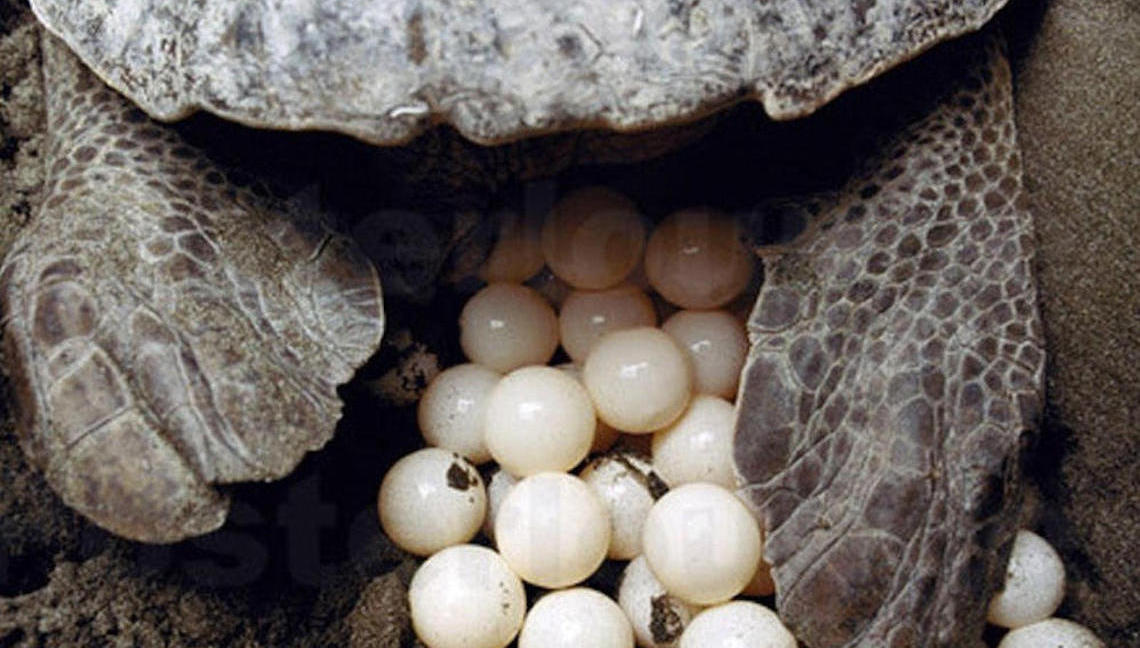Récord de casos de nidificación de tortugas marinas en España e Italia