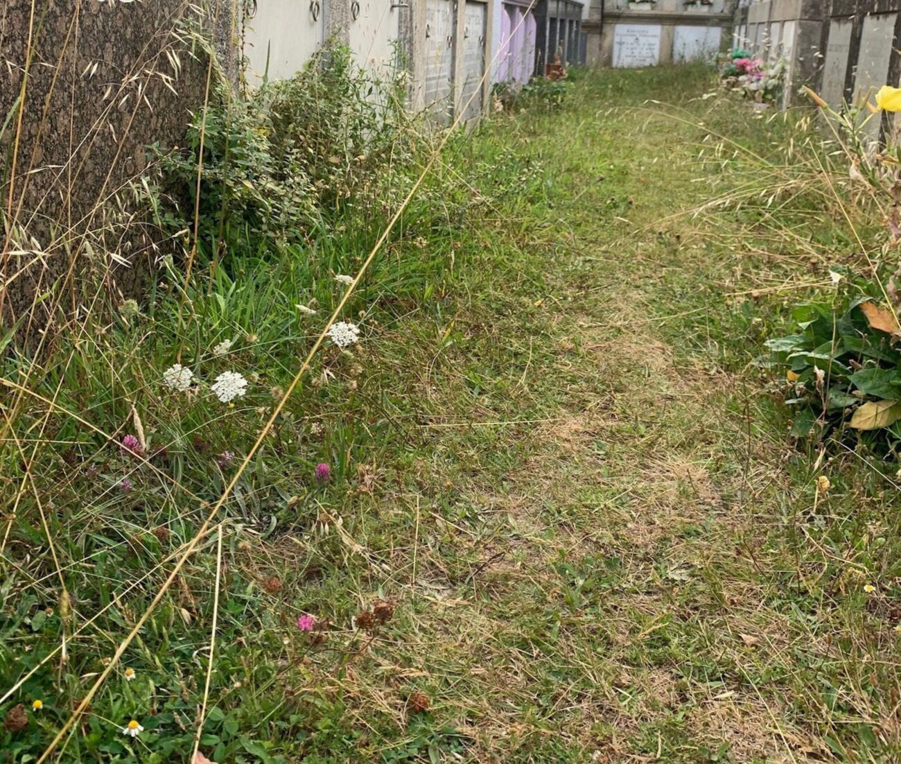 El PP de Forcarei denuncia el mal estado del cementerio repleto de hierbajos