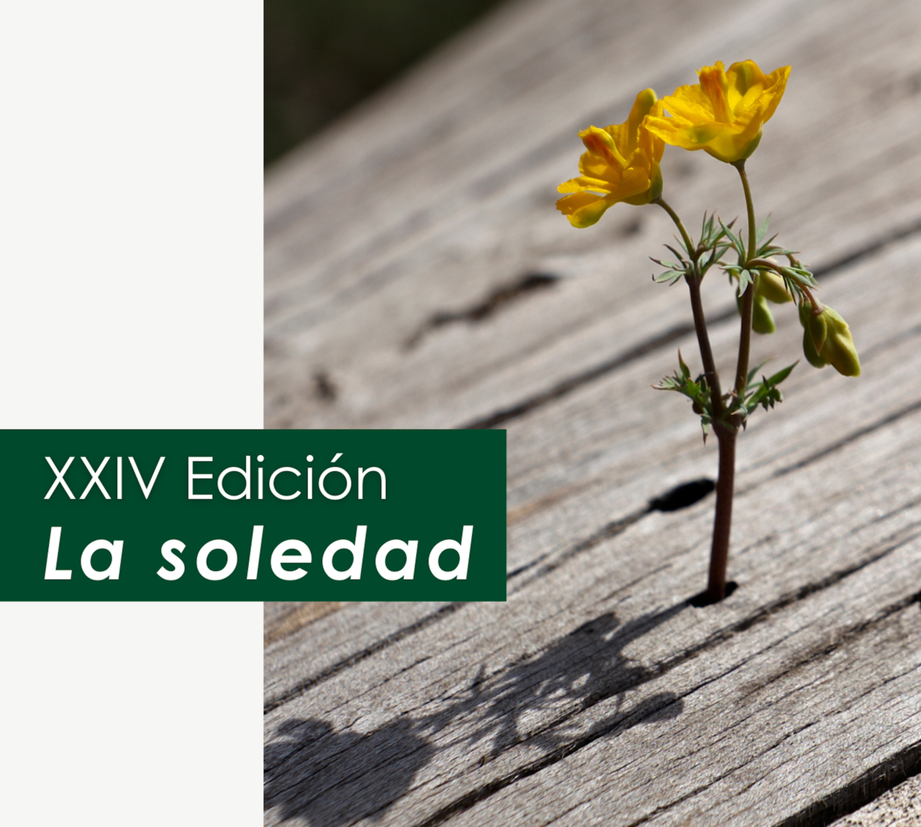 XIV edición del concurso de Tanatocuentos: combatir la soledad y reflexionar sobre algo que afecta a 4 millones de españoles