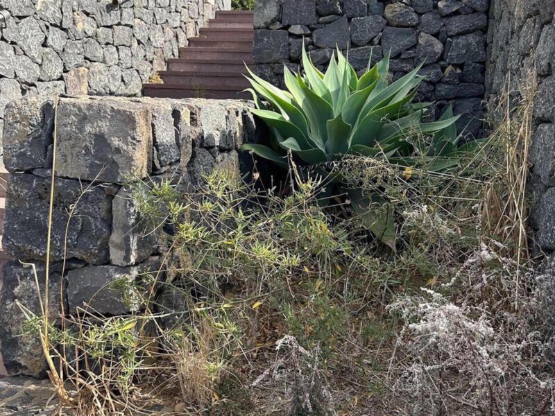 Coalición Canaria denuncia: “el cementerio de El Roque en La Guancha prima la maleza y la mala hierba