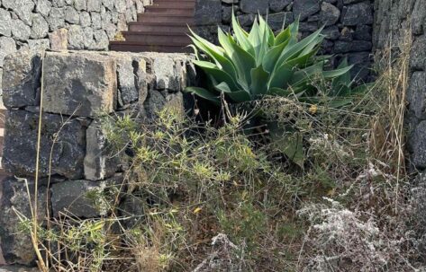 Coalición Canaria denuncia: “el cementerio de El Roque en La Guancha prima la maleza y la mala hierba