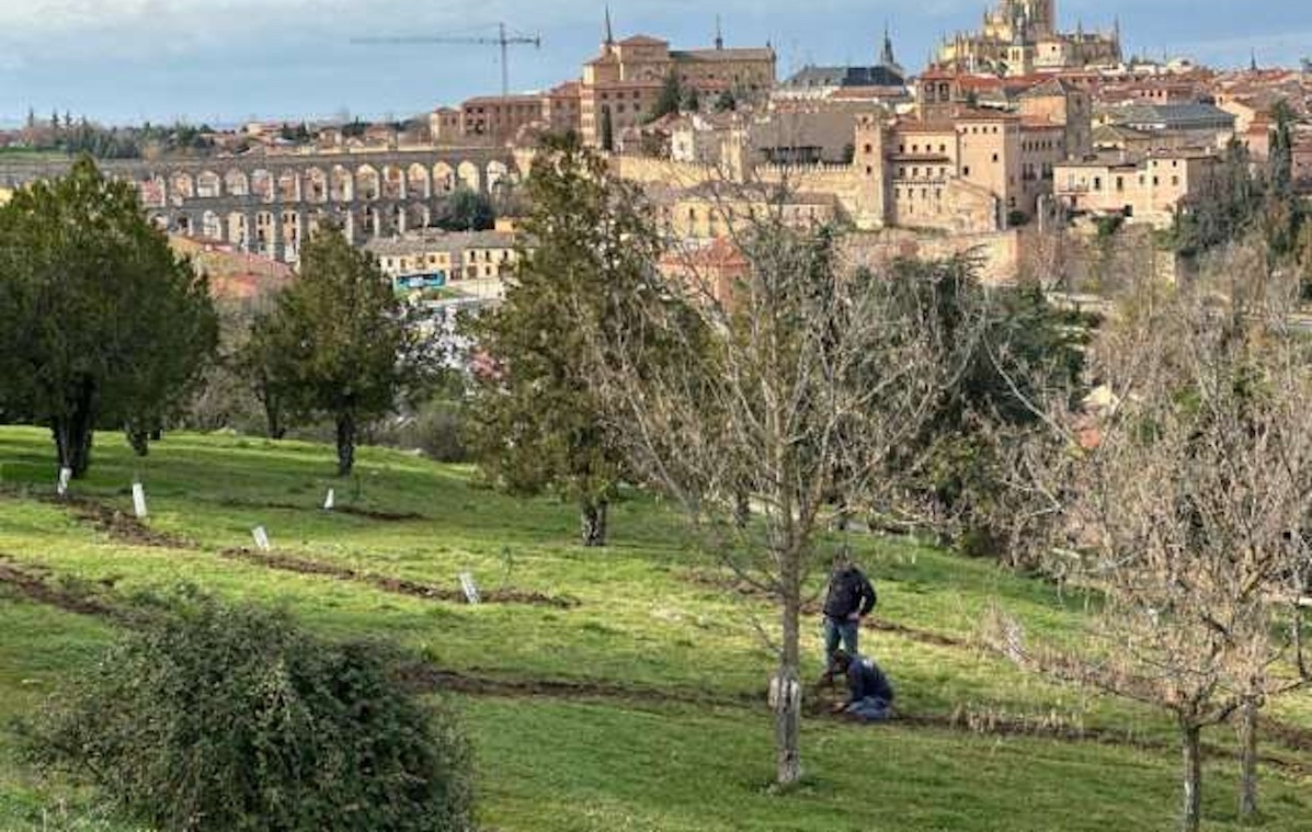 Segovia reforesta el Parque del Cementerio e instalará un sistema de riego por goteo