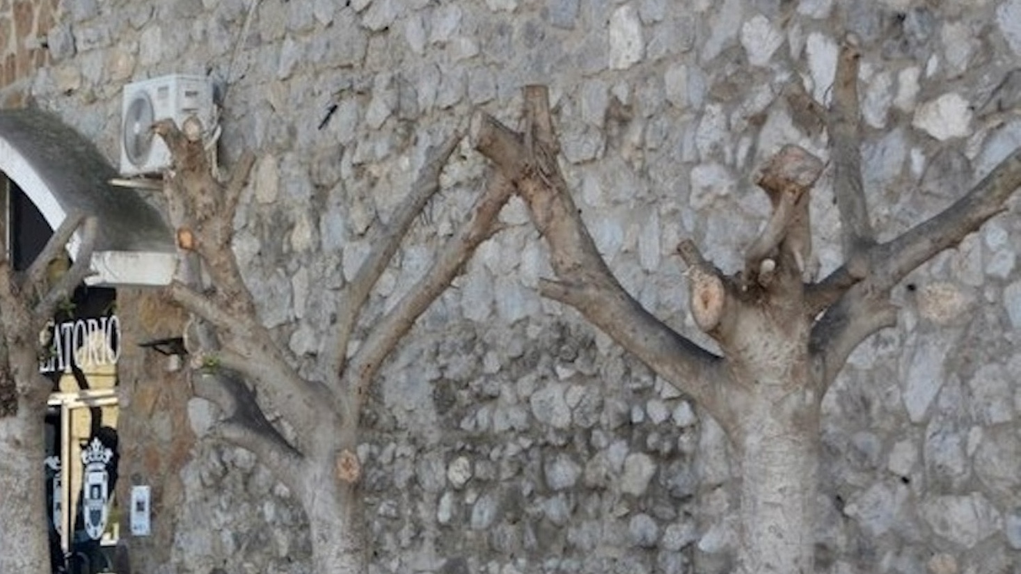 Podan hasta el tronco los árboles del tanatorio de Ceuta a causa de una plaga de insectos