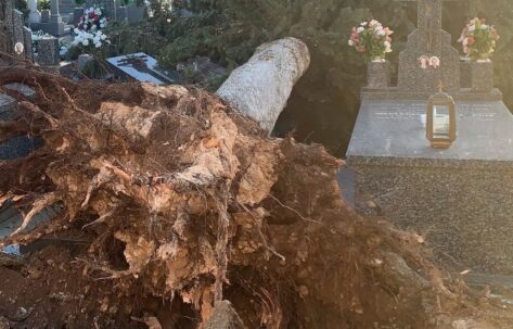 Los fuertes vientos provocan el derribo de árboles que destrozan el muro del cementerio y varias tumbas