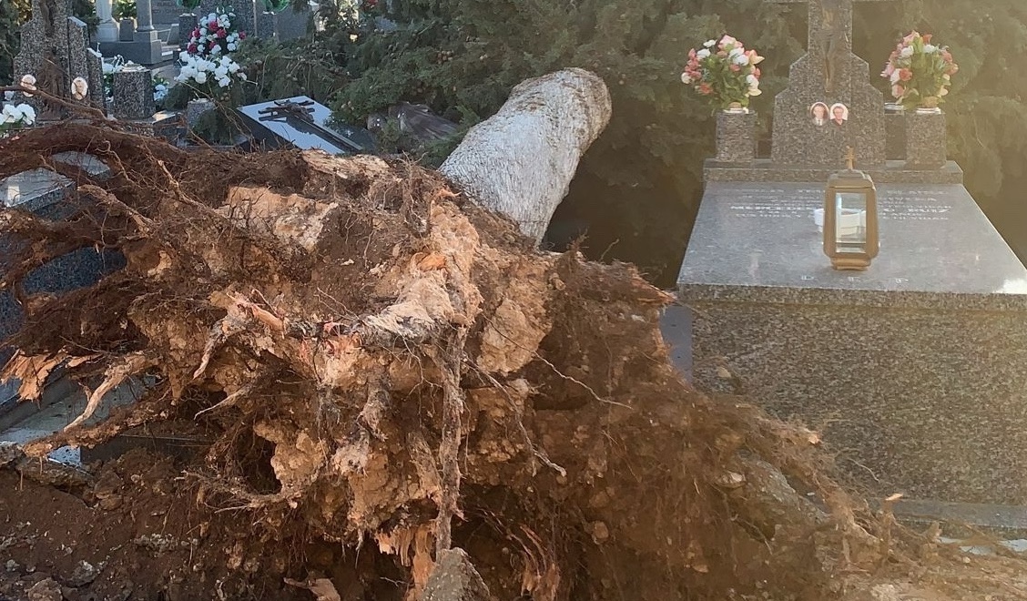 Los fuertes vientos provocan el derribo de árboles que destrozan el muro del cementerio y varias tumbas