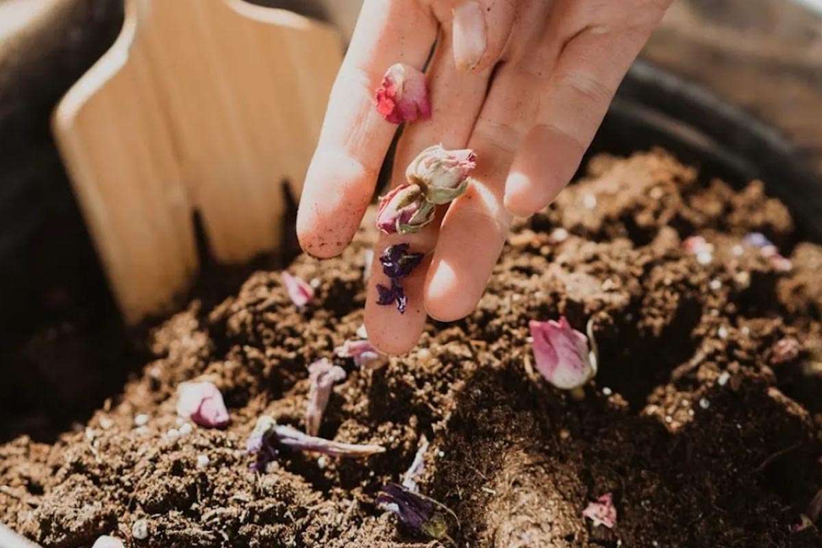 Entierros ecológicos: una solución sostenible ante la crisis de los cementerios en Ontario