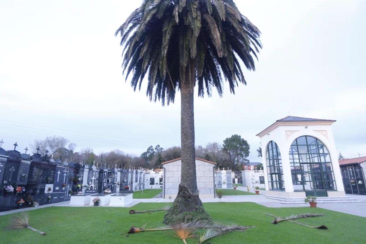 Preocupación en el cementerio de Santa Rita: alertan sobre el riesgo de caída de ramas de palmeras