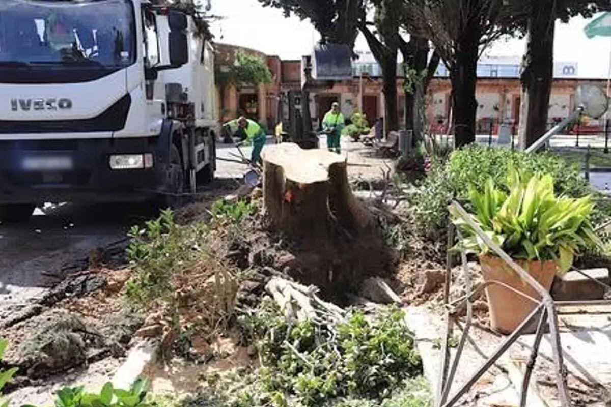 Un árbol de grandes dimensiones cae en el Cementerio de Jerez: reabrirá tras su retirada