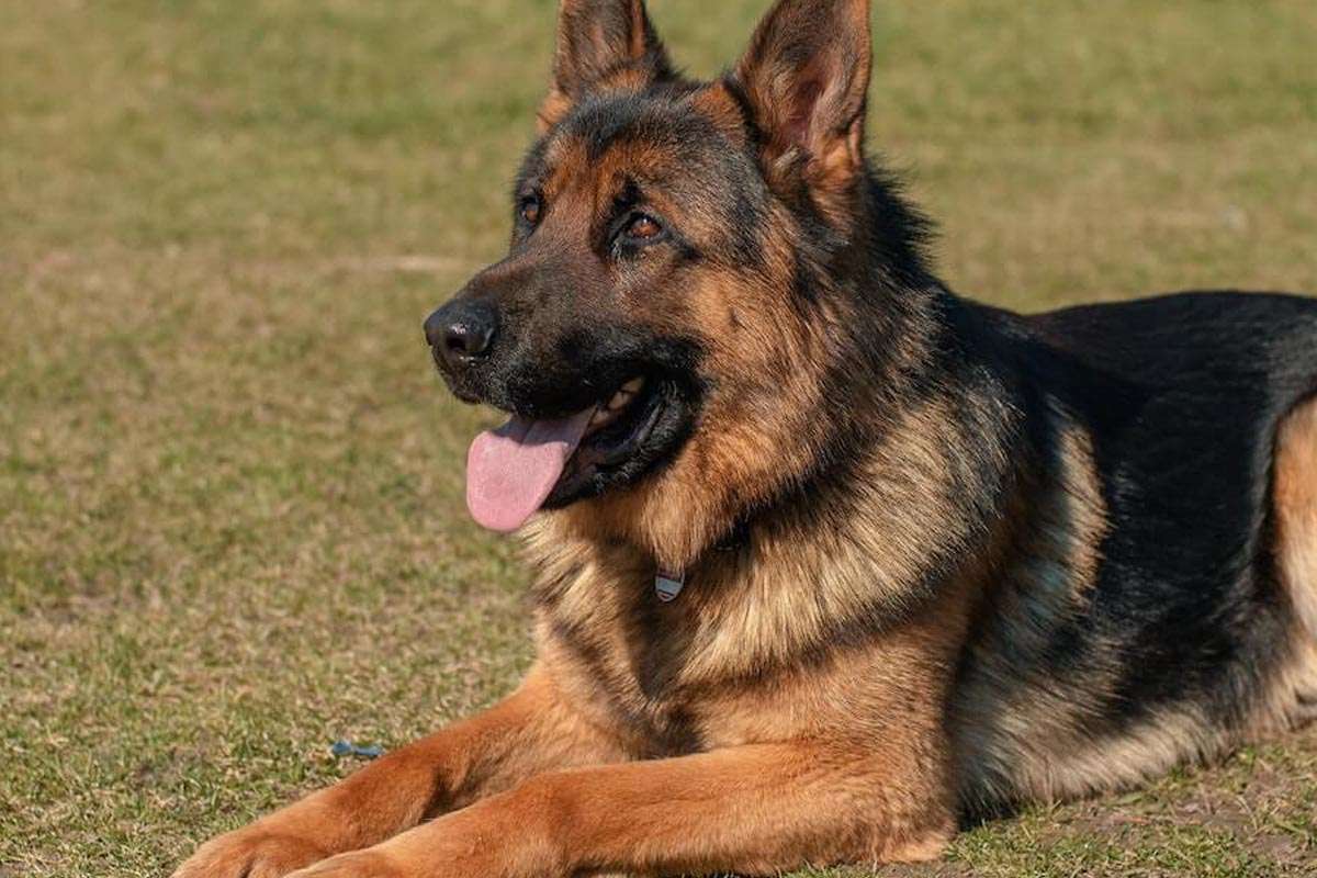 Ceuta Busca Dignidad para las Mascotas con un Cementerio y Crematorio