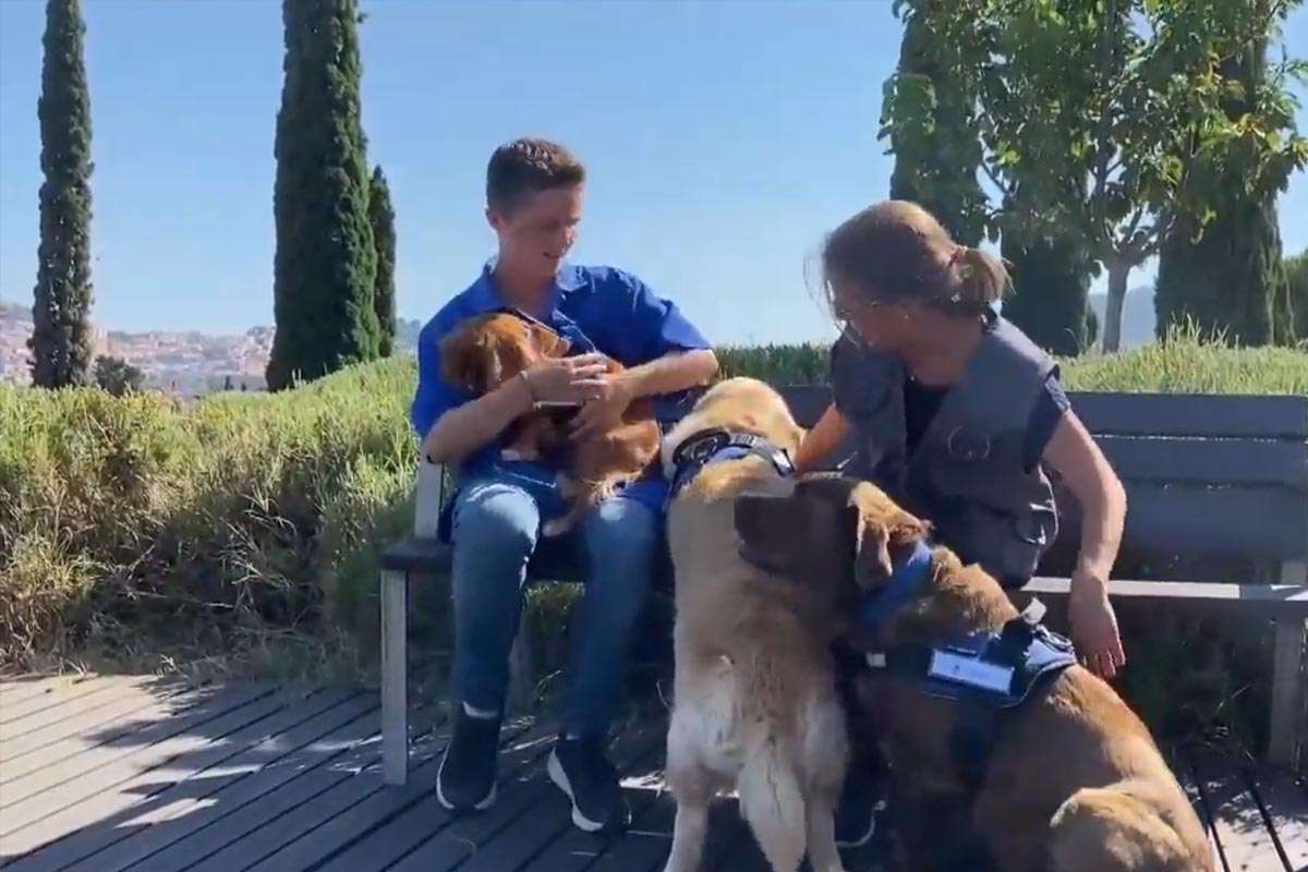 Perros terapeutas transforman el duelo en los tanatorios