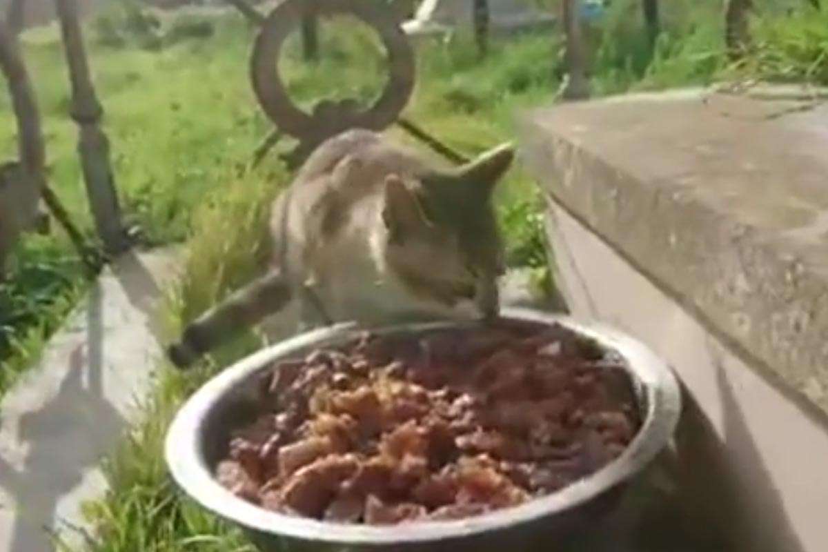 Denuncian al Ayuntamiento de Cádiz por la situación de los gatos del antiguo cementerio