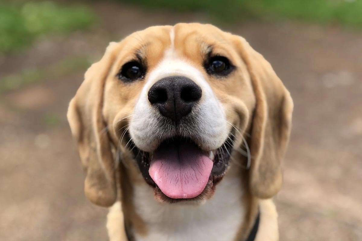 Depet Recauda 4,4 Millones de Euros para Expandir su Red de Crematorios de Mascotas en España