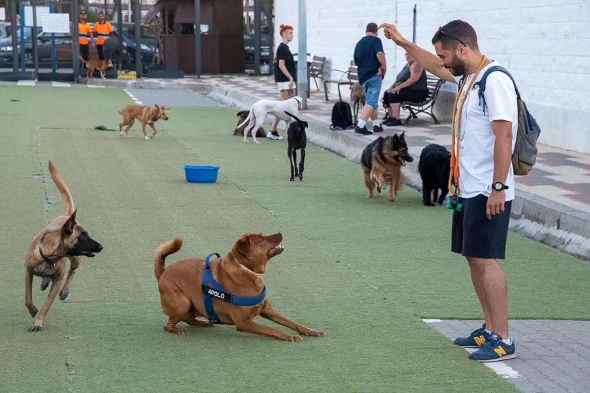 La Urgencia de un Crematorio Público para Animales en Ceuta