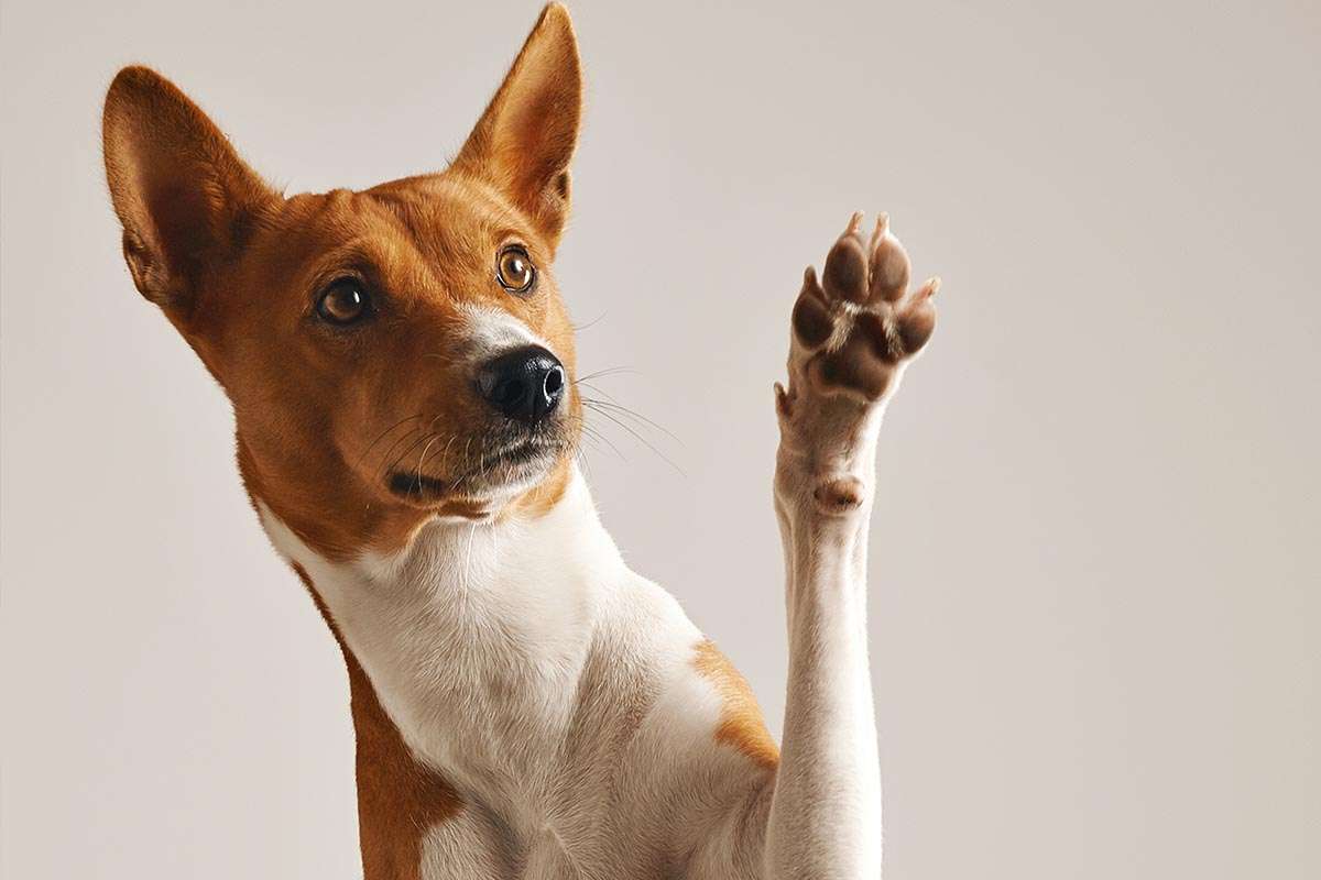 Badalona abre las puertas de los tanatorios a las mascotas en un gesto de amor y duelo