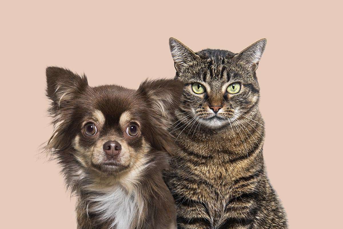 Animales en velatorios: Badalona marca la pauta mientras Mataró duda