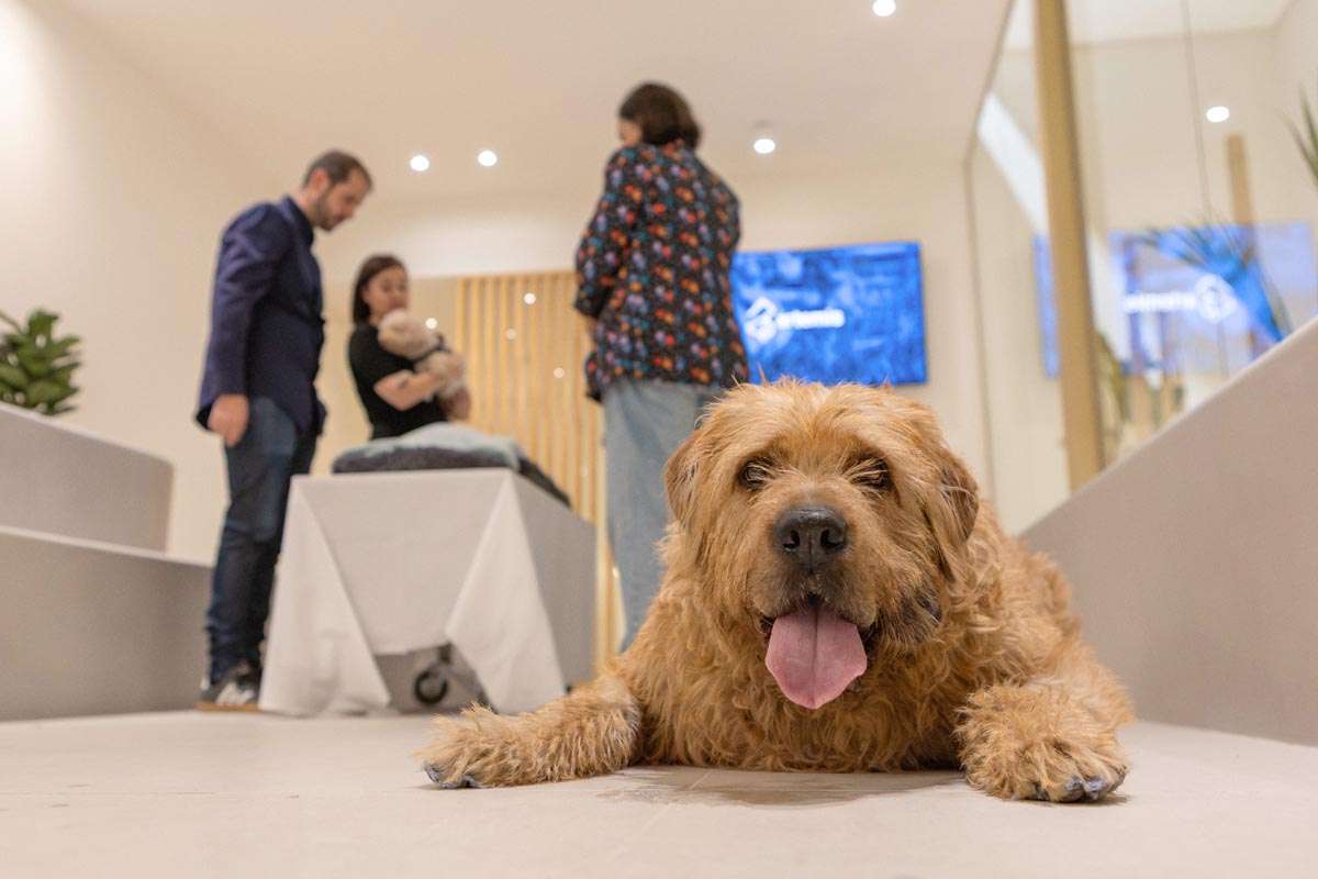 Artemis, el nuevo horizonte en la despedida de mascotas