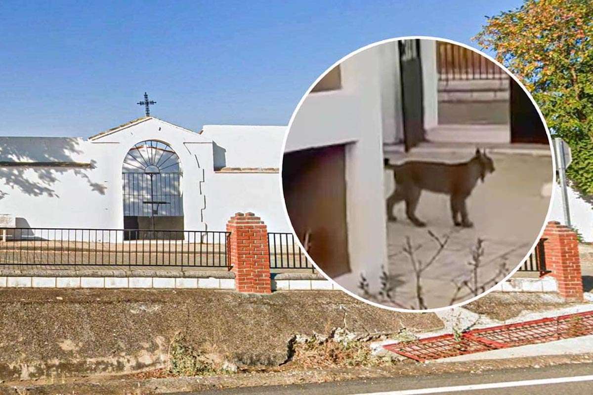 Un lince ibérico sorprende en el cementerio de Llera