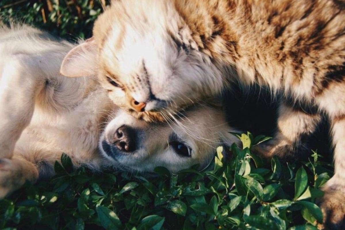 Monterrey se prepara para recibir los servicios funerarios para mascotas de Pet Love Story by Gayosso