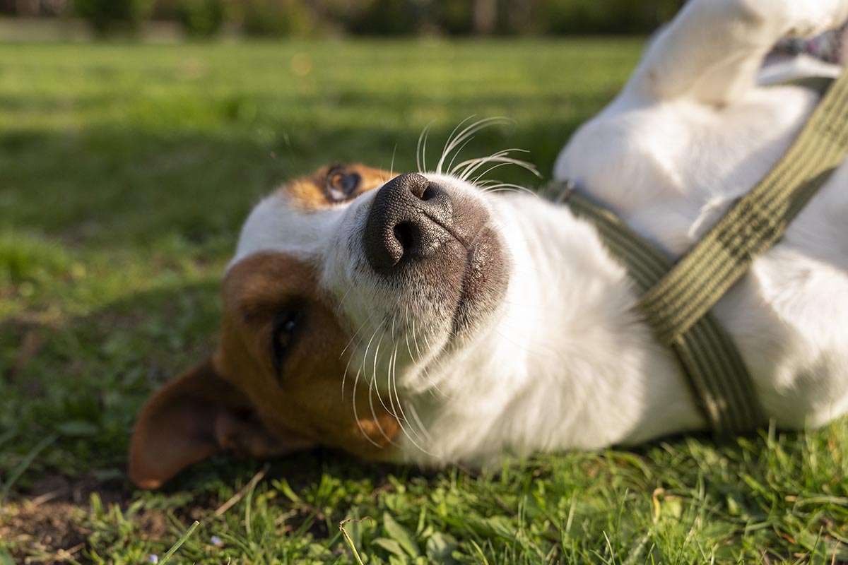Despedidas con Mascotas: Un Nuevo Enfoque en el Tanatorio de Bilbao