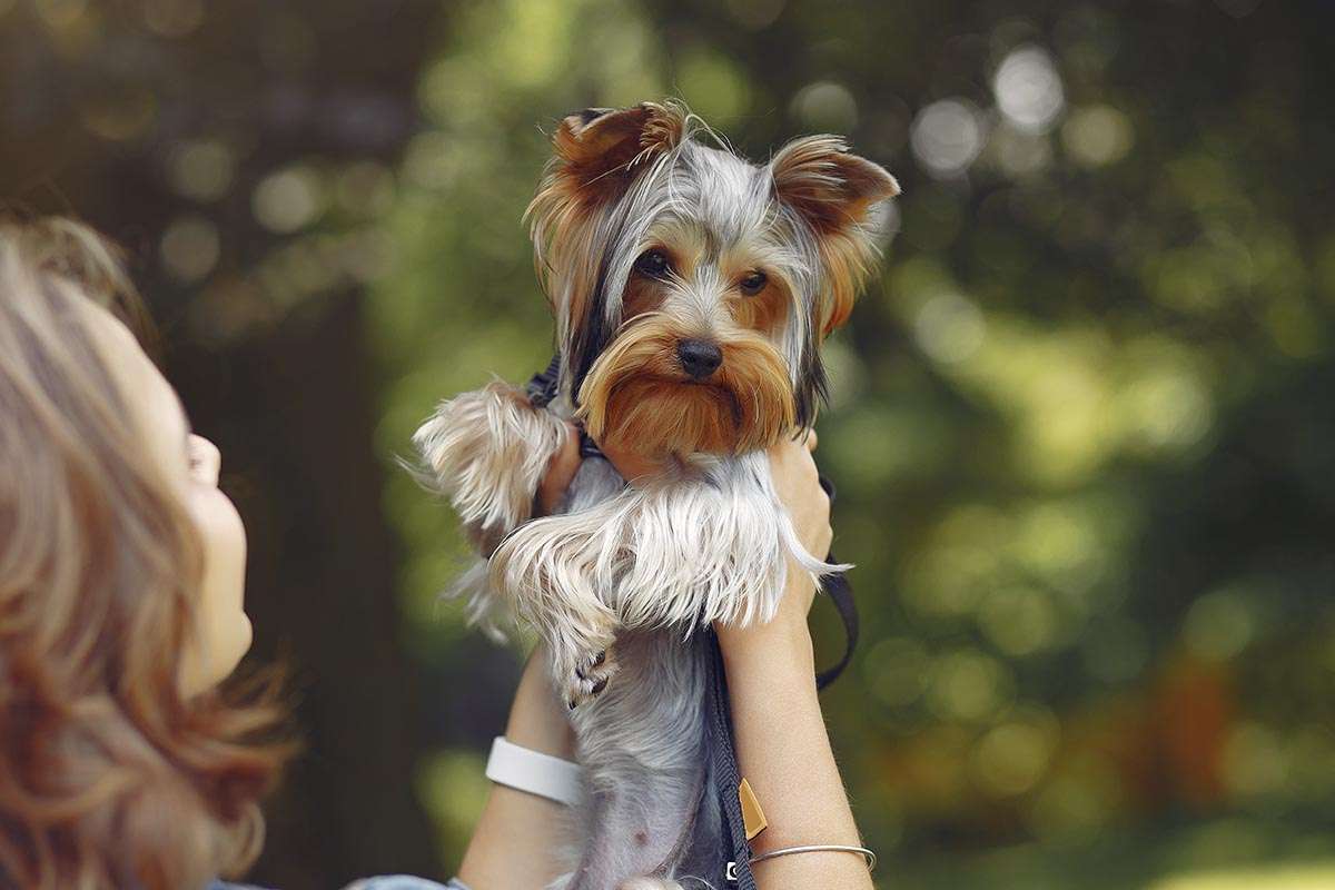 La “Ley Bob Coveiro” Transforma los Cementerios de São Paulo al Permitir Entierros Conjuntos con Mascotas