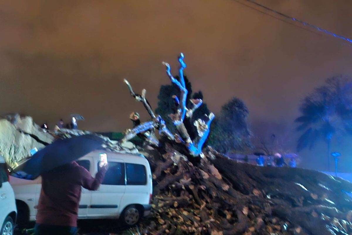 La caída de un drago centenario en Los Realejos causa estragos en la zona