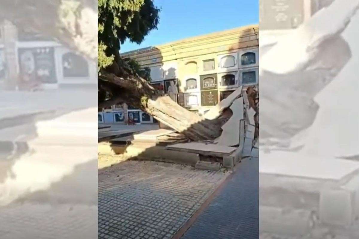 El viento derriba un ciprés gigante en el cementerio de Benicàssim