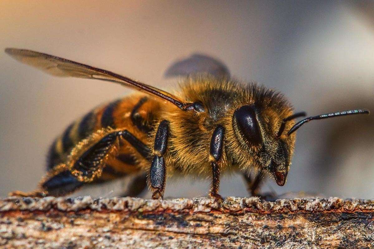 Bajo un cementerio, una ciudad subterránea de abejas revela secretos de polinización