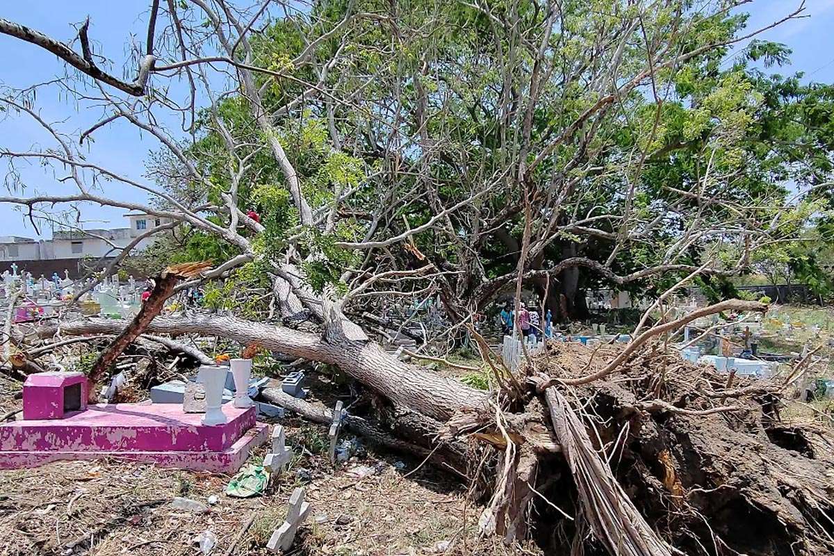 Tormenta en Tampico derriba árboles y daña cementerios