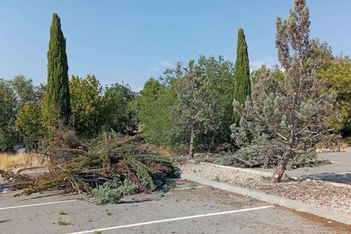 Cementerio de Villena: una poda que oculta problemas más profundos