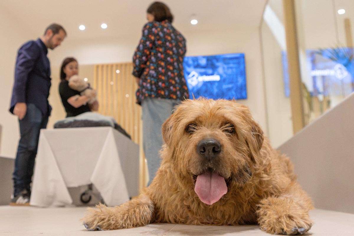 Generación Z demanda espacios para despedirse de sus mascotas: un cambio en el duelo